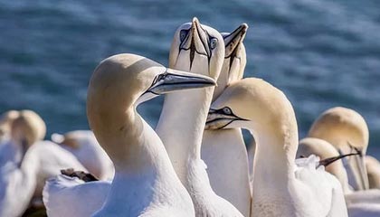 辉达娱乐官网-又是个人能力！绍尔单骑闯关晃过李昂破门 三镇30分钟2-0领先英博